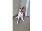 Adopt Guntur Yrly 169 a Terrier (Unknown Type, Small) / Mixed dog in Sidney