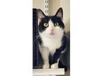 Adopt Midnight a Domestic Shorthair / Mixed (short coat) cat in Fremont