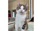 Adopt Whisky a Domestic Shorthair / Mixed (short coat) cat in Fremont
