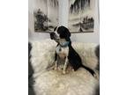 Adopt Bobby a Black Mutt dog in New York, NY (41511817)
