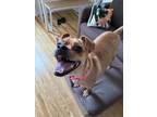 Adopt Nacho a Pug dog in New York, NY (41511788)