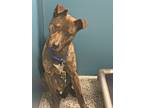 Adopt Gutata a Gray/Silver/Salt & Pepper - with White Mixed Breed (Medium) /