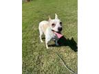 Adopt Shabastin a Mixed Breed (Medium) / Mixed dog in WILSON, NC (41531869)