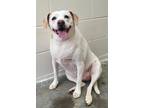 Adopt Luna / Apple / Winter a Boxer / Hound (Unknown Type) / Mixed dog in
