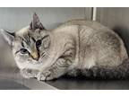 Adopt Savannah a Oriental / Mixed (short coat) cat in Greeneville, TN (41505649)