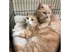 Adopt Saugie a Domestic Shorthair / Mixed (short coat) cat in Fall River