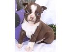 Adopt ELMO a Red/Golden/Orange/Chestnut - with White Boston Terrier / Mixed dog