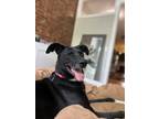 Adopt Ivy a Pharaoh Hound dog in New York, NY (41511780)