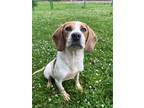 Adopt Mateo a Beagle / Mixed dog in Little Rock, AR (41513358)