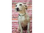 Adopt Marshall a Labrador Retriever / Beagle / Mixed dog in Little Rock