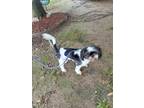 Adopt Johnny a Shih Tzu / Mixed dog in Little Rock, AR (41541282)