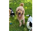 Adopt Hazel Sohpie a Golden Retriever / Poodle (Standard) / Mixed dog in