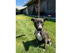 Adopt MAREE a Australian Cattle Dog / Mixed dog in Lindsay, CA (41541272)