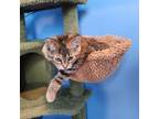 Adopt Zelda a Brown Tabby Domestic Shorthair cat in Elizabeth, IL (41505294)