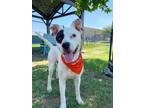 Adopt Harley (Dawson) a American Pit Bull Terrier / Boxer / Mixed dog in New