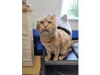 Adopt Orion a Domestic Shorthair / Mixed (short coat) cat in Logan