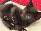 Adopt Neville a Black (Mostly) Burmese (short coat) cat in Upland, CA (41541143)