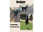 Adopt RODGER 5 MONTH SHEPHERD a Black Dutch Shepherd / Mixed dog in Mesa