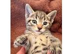 Adopt Nelson a Gray, Blue or Silver Tabby Ocicat (short coat) cat in Upland