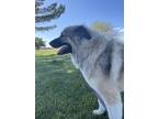Adopt Tokyo a Tricolor (Tan/Brown & Black & White) Anatolian Shepherd / Great