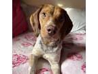Adopt Cashew a Brown/Chocolate Beagle / Mixed Breed (Medium) dog in Chapel Hill
