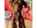 Adopt Bindi a Black Dachshund dog in Sanford, NC (41541139)