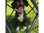 Adopt Sasquatch a Black Labrador Retriever / Beagle dog in Sanford