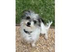 Adopt Rupert a White - with Gray or Silver Border Terrier / Mixed dog in Los