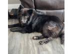 Adopt Berry a White Chow Chow / Mixed dog in Steinbach, MB (41538217)