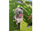 Adopt Greta a Brindle Cane Corso / Mixed dog in Los Angeles, CA (41541106)