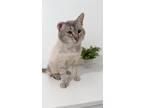 Adopt Yamil a White (Mostly) Siamese (short coat) cat in San Diego