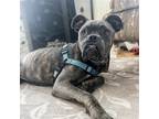 Adopt Duke a Boxer / Mixed dog in Oakland, CA (41485376)