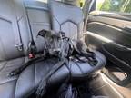 Adopt Bali a Black - with White Labrador Retriever / Labrador Retriever / Mixed