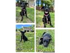 Adopt Abi a Black - with White Labrador Retriever / German Shepherd Dog / Mixed