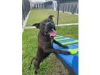 Adopt Peppa a Pit Bull Terrier / Mixed dog in LAFAYETTE, LA (41487854)