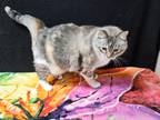 Adopt Sidonna a Gray or Blue Siamese (short coat) cat in Hawk Point