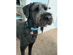 Adopt Bear a Black Schnauzer (Giant) / Poodle (Standard) / Mixed dog in Logan