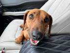 Adopt Cardi a Vizsla / Hound (Unknown Type) / Mixed dog in Raleigh