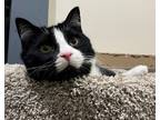 Adopt Banjo a Domestic Shorthair / Mixed cat in Versailles, KY (41482387)