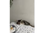 Adopt Bo and Layne a Brown or Chocolate (Mostly) American Shorthair / Mixed