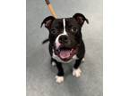 Adopt Mountain Top Hike a American Pit Bull Terrier / Mixed dog in Richmond