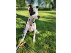 Adopt Olive a Boxer / American Pit Bull Terrier / Mixed dog in new london