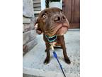 Adopt Ginger a Pit Bull Terrier / Labrador Retriever / Mixed dog in new london