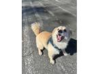 Adopt Ross a Tan/Yellow/Fawn - with White Poodle (Miniature) / Terrier (Unknown