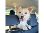 Adopt Poppy a White Cairn Terrier / Terrier (Unknown Type