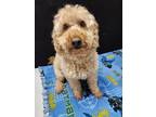 Adopt Armani a Tan/Yellow/Fawn Poodle (Miniature) / Mixed Breed (Medium) / Mixed