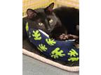 Adopt Sanderson a Domestic Shorthair / Mixed (short coat) cat in Cumberland