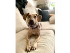 Adopt Violet a Mountain Cur dog in New York, NY (41511784)