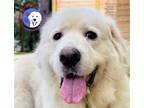 Adopt Misti a White Great Pyrenees / Mixed dog in Portland, OR (41541009)