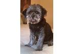 Adopt Bud a Gray/Blue/Silver/Salt & Pepper Shih Tzu / Mixed dog in Southington